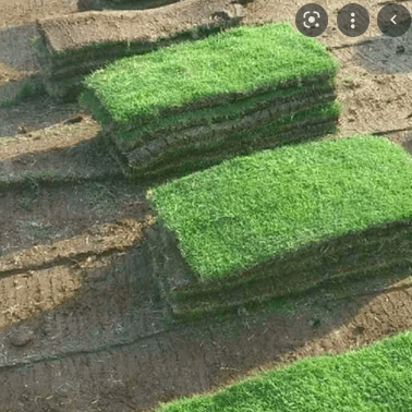 Fine Dhaka Grass