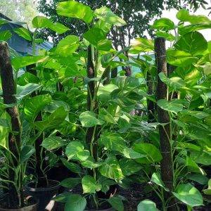 Money Plant