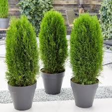 Mor Pankh plant