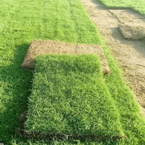 American Grass