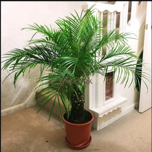Phoenix Palm