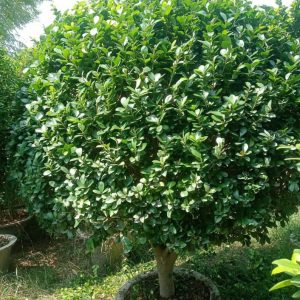 Ball Ficus Plant