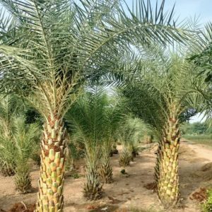 Sylvester Palm